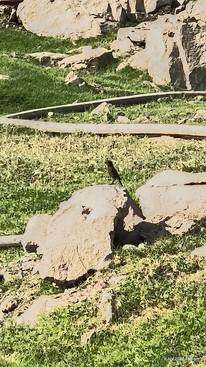 bramborníček černobílý - ML633712864