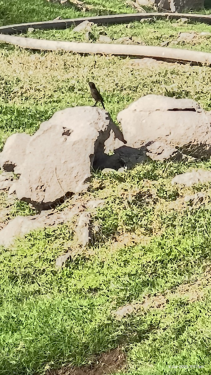 bramborníček černobílý - ML633712867