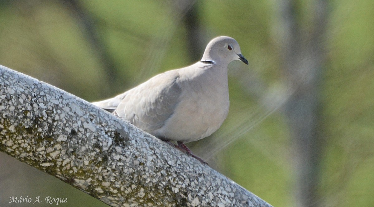 Eurasian Collared-Dove - ML633712895