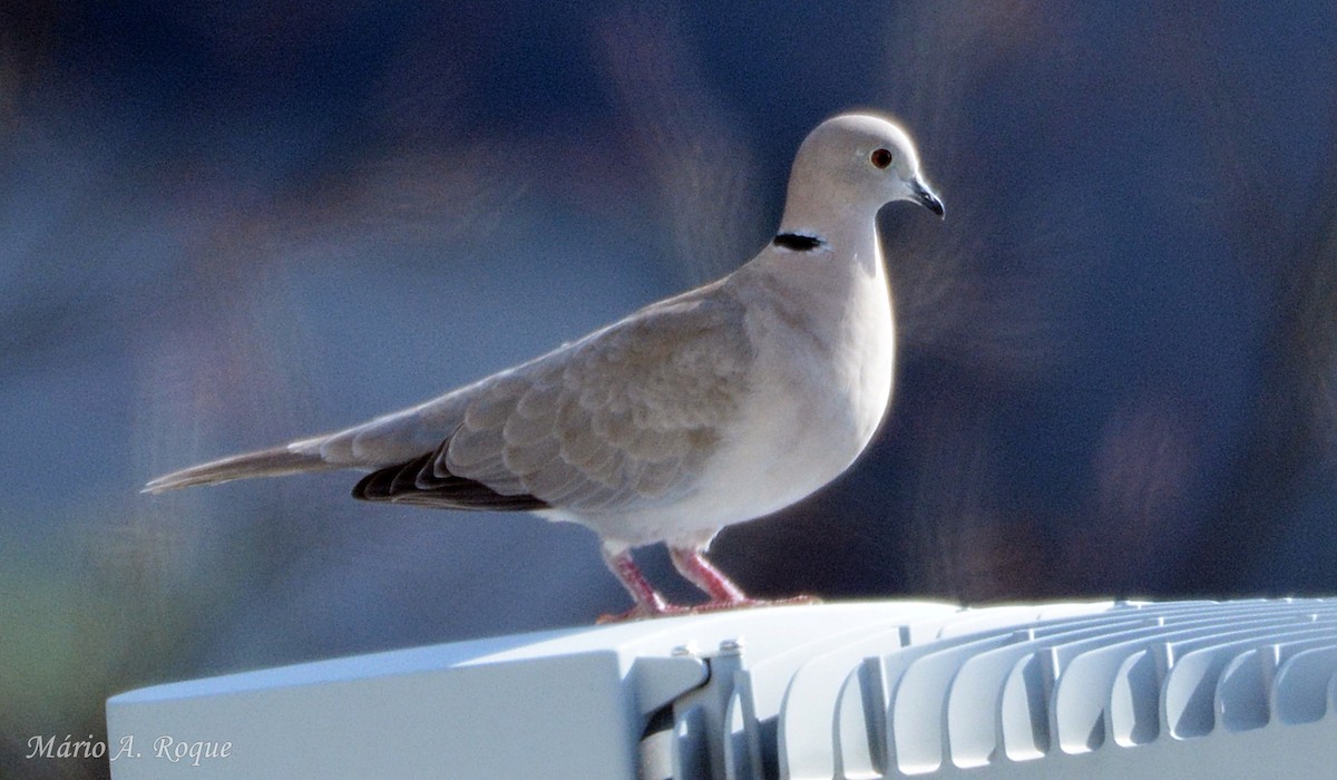 Eurasian Collared-Dove - ML633712896