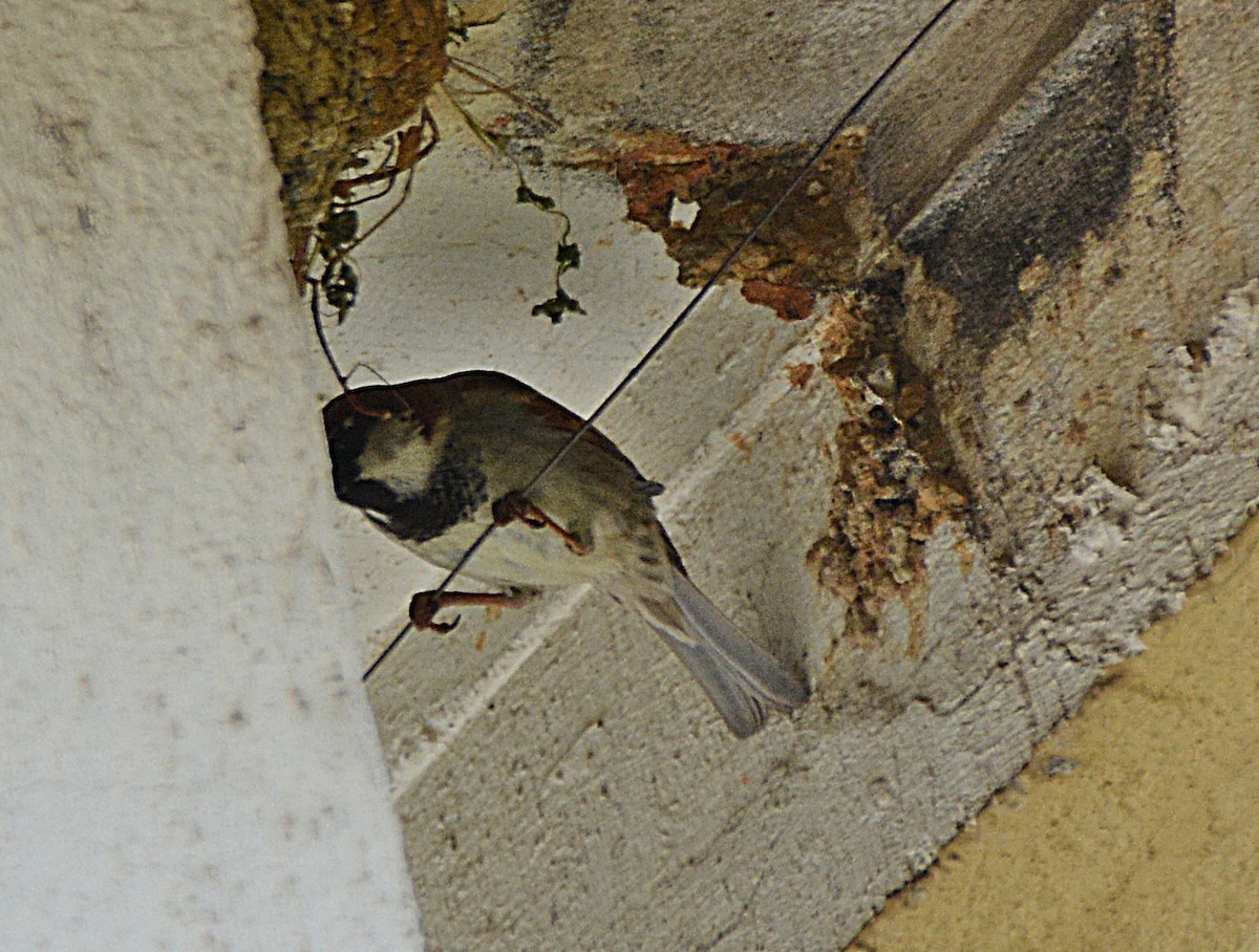 House Sparrow - ML633712915