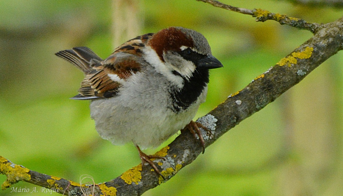 House Sparrow - ML633712918