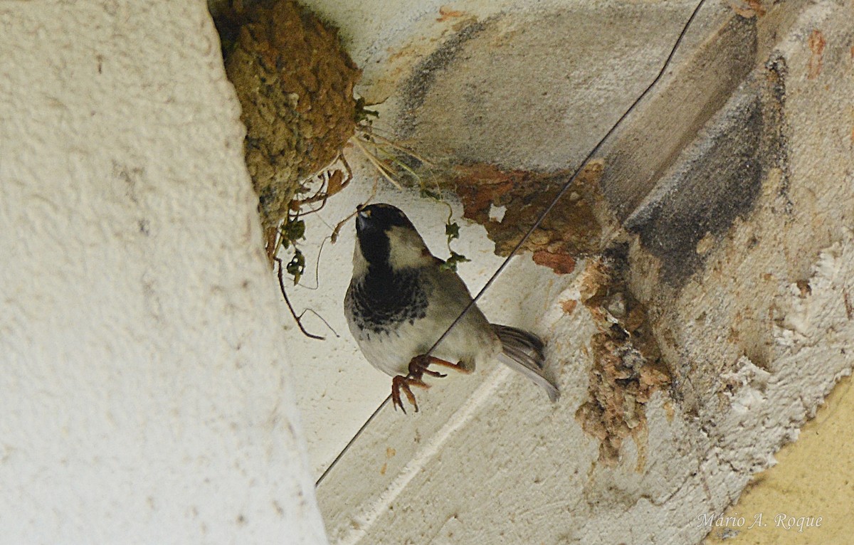House Sparrow - ML633712919