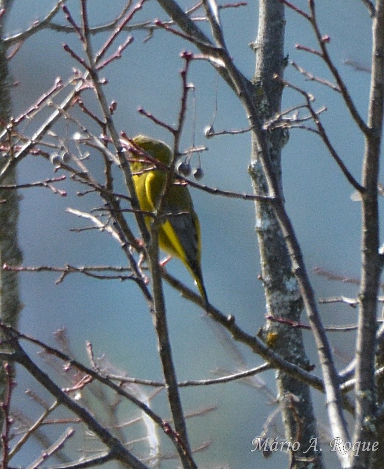 European Greenfinch - ML633712965