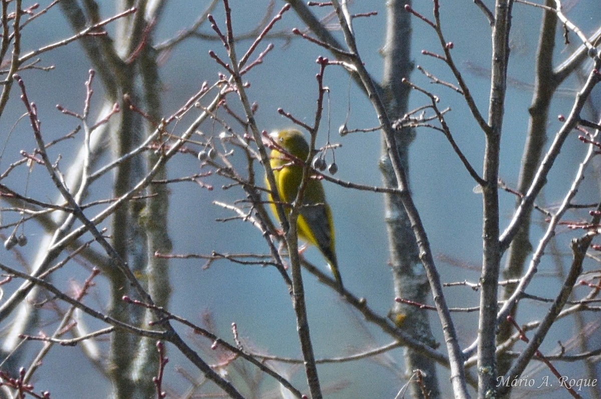 European Greenfinch - ML633712966