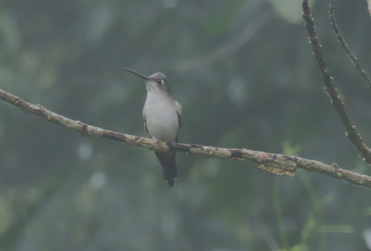Wedge-tailed Sabrewing - ML633712983