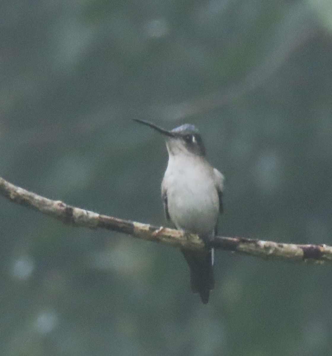 Wedge-tailed Sabrewing - ML633712984
