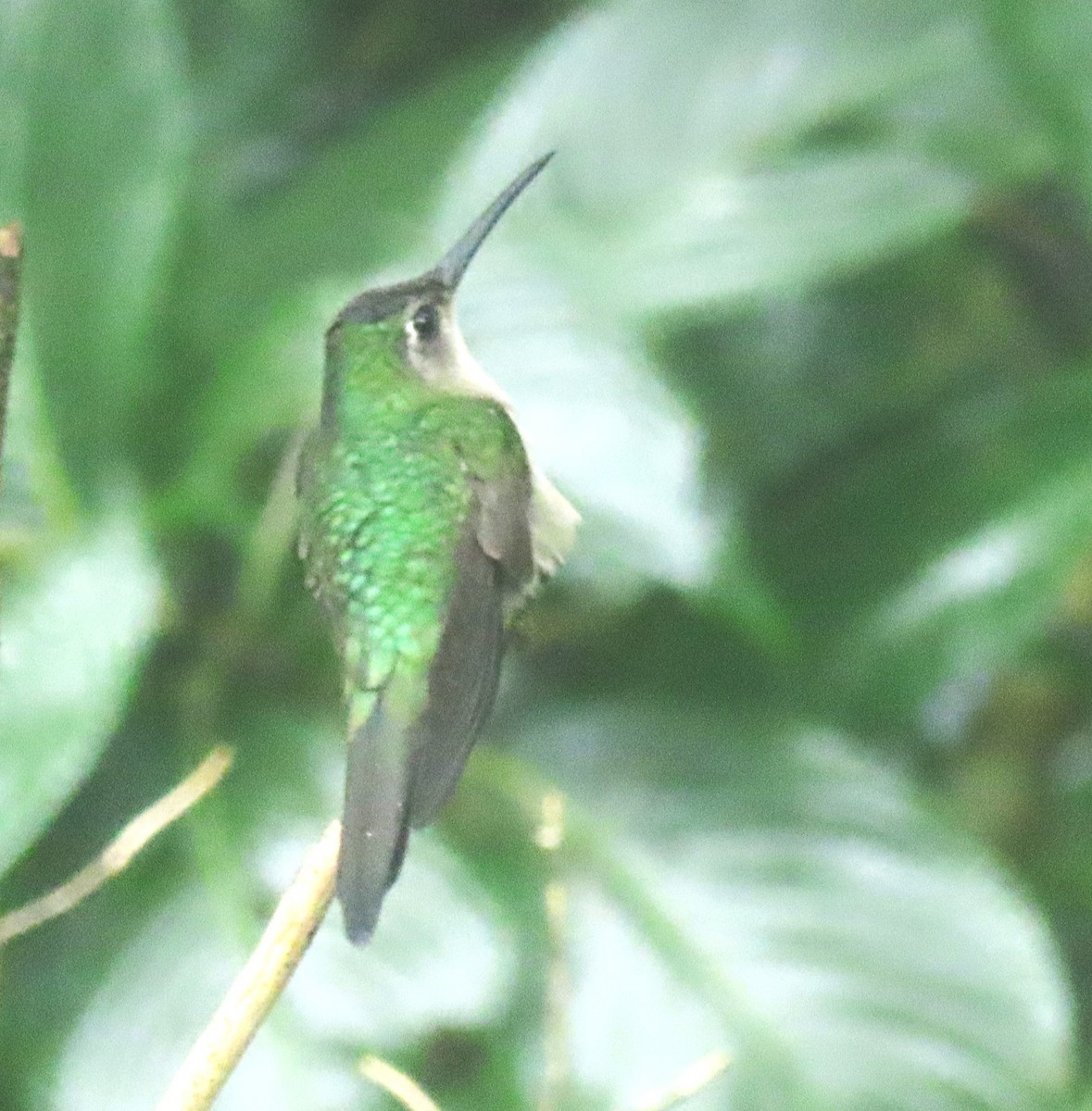 Wedge-tailed Sabrewing - ML633713000