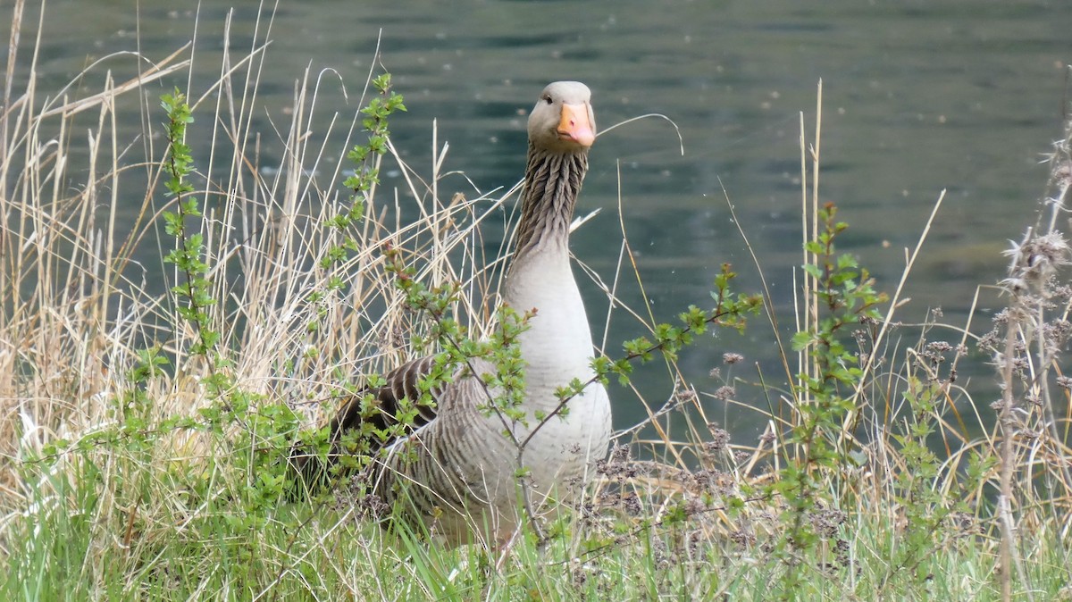 Graylag Goose - ML633713034