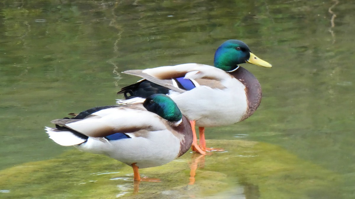 Mallard - ML633713035