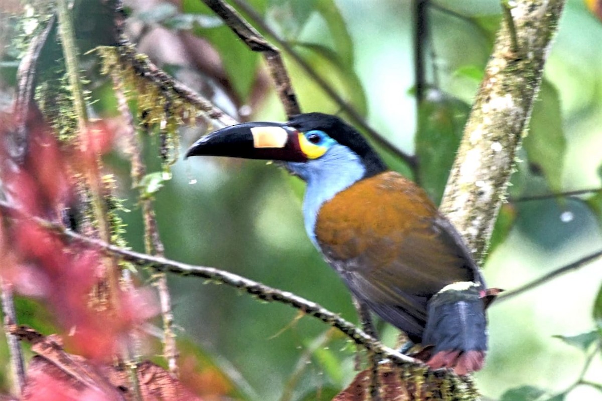 Андигена строкатодзьоба - ML633713039