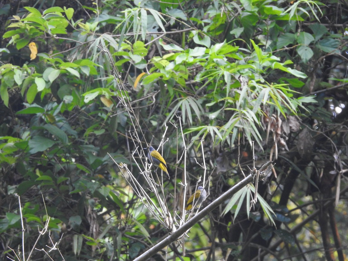 Gray-bellied Bulbul - ML633713067