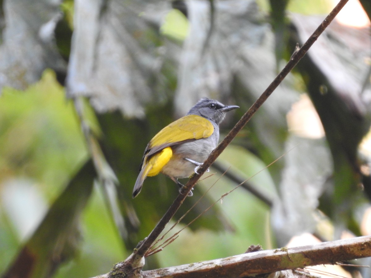Gray-bellied Bulbul - ML633713133
