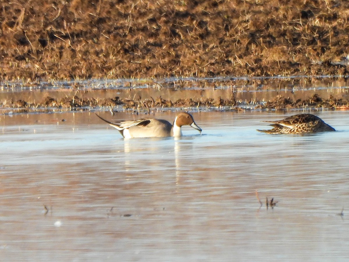 Northern Pintail - ML633713212