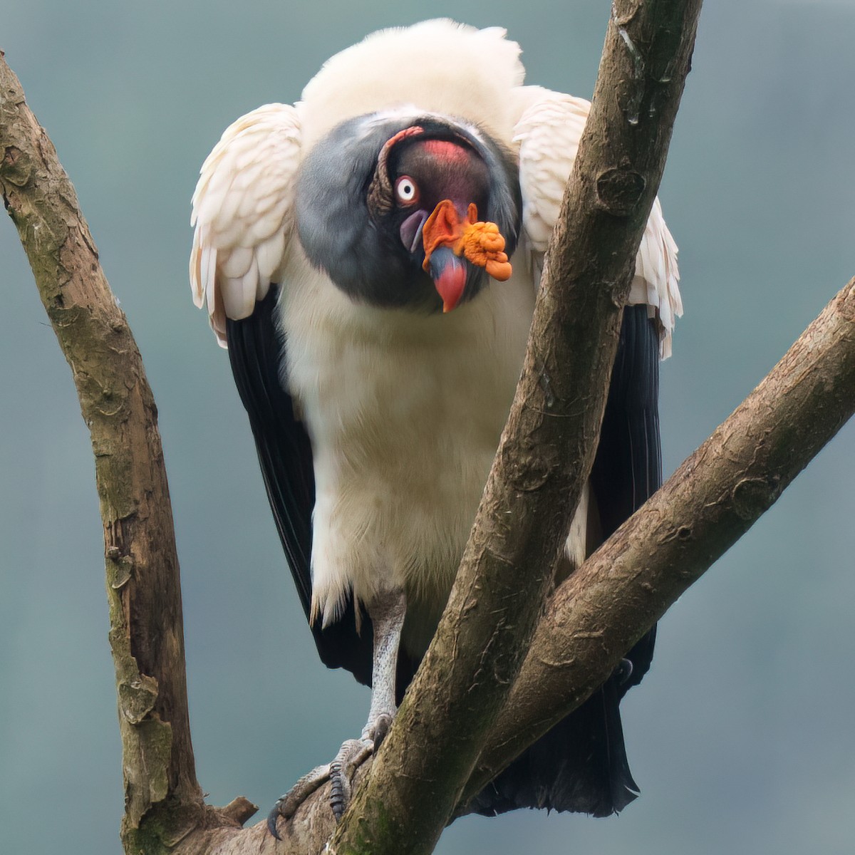 King Vulture - ML633713279