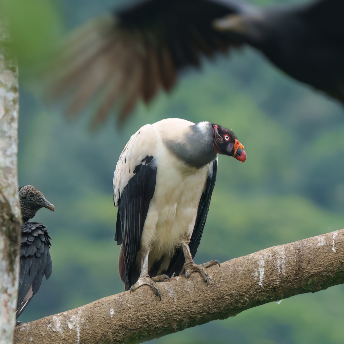 King Vulture - ML633713287