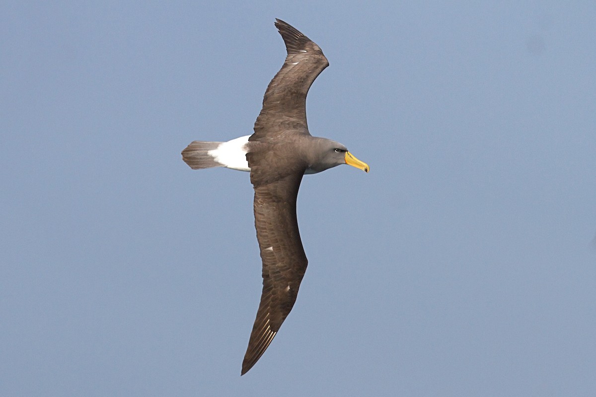 Chatham Albatross - ML633713341