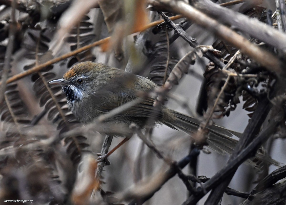 Rufous-crowned Prinia - ML633713500