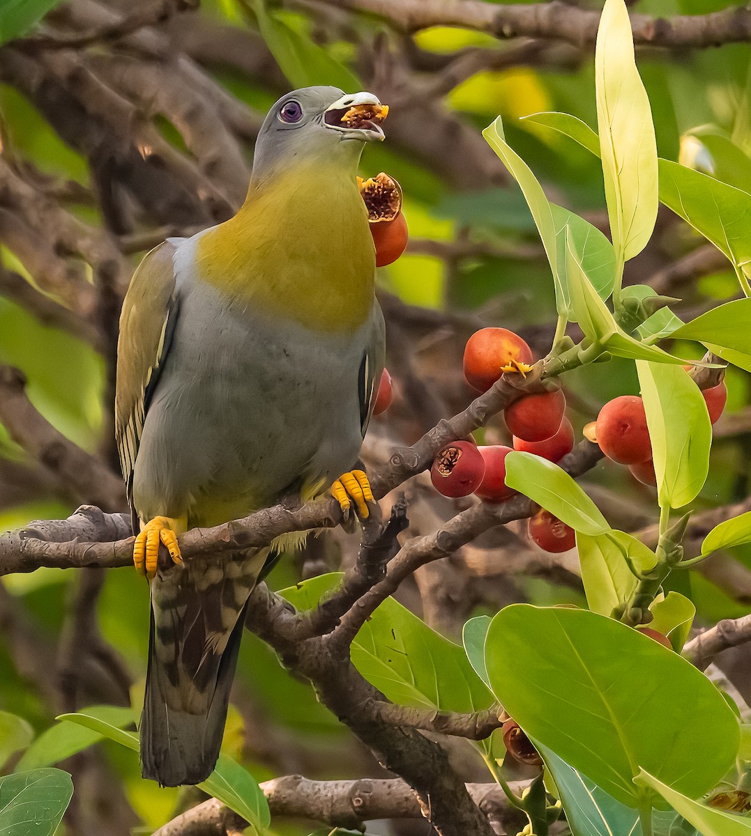Yellow-footed Green-Pigeon - ML633713519