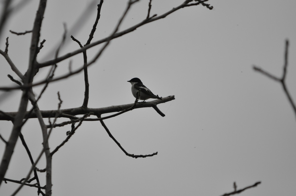 European Pied Flycatcher - ML633713564