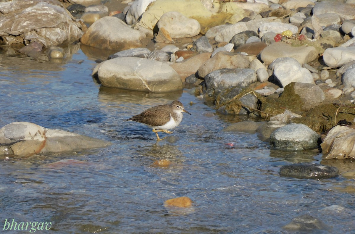 Common Sandpiper - ML633713581