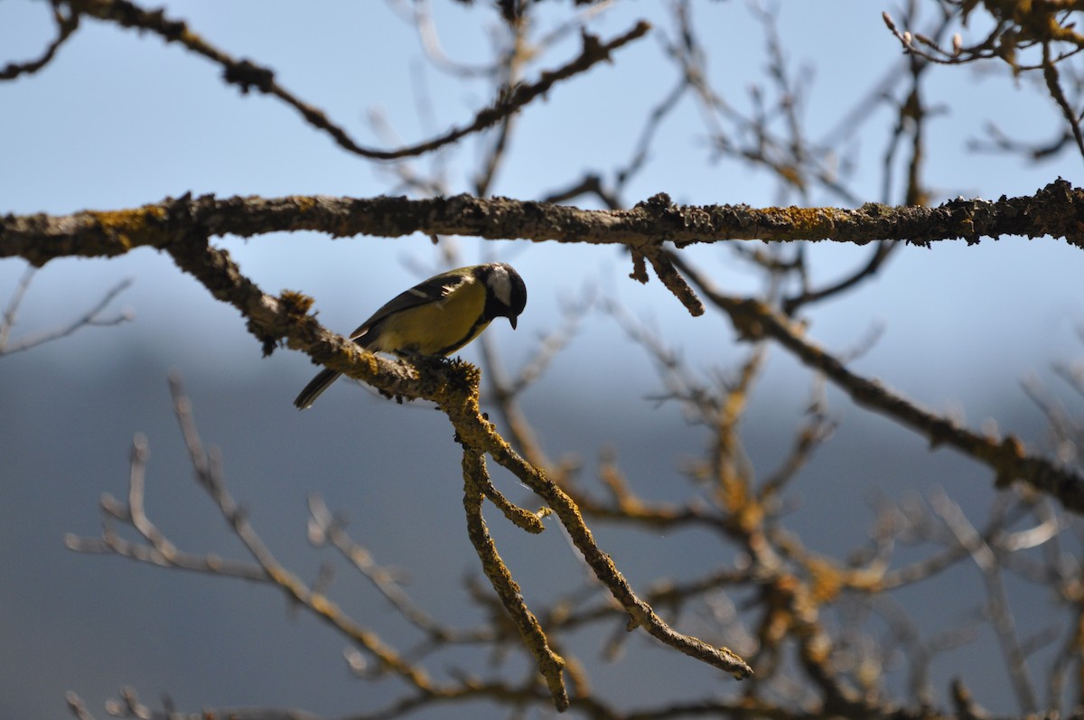 Great Tit - ML633713583