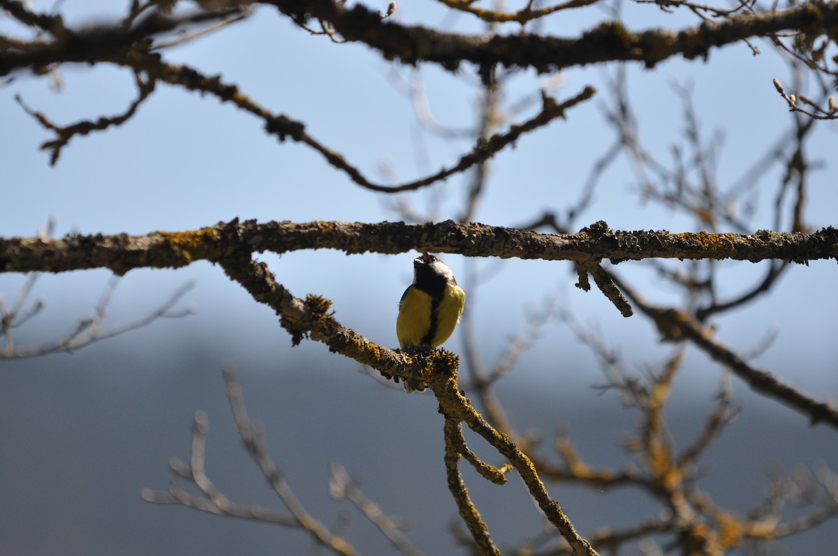 Great Tit - ML633713584