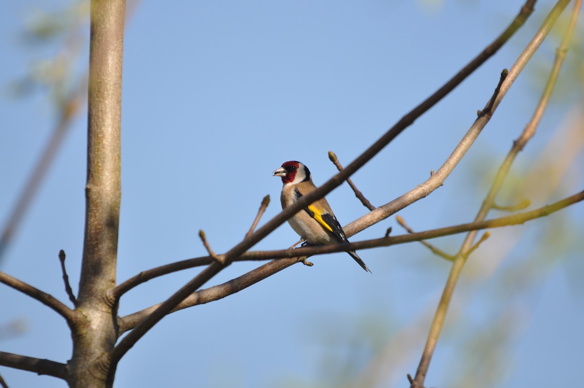 European Goldfinch - ML633713603