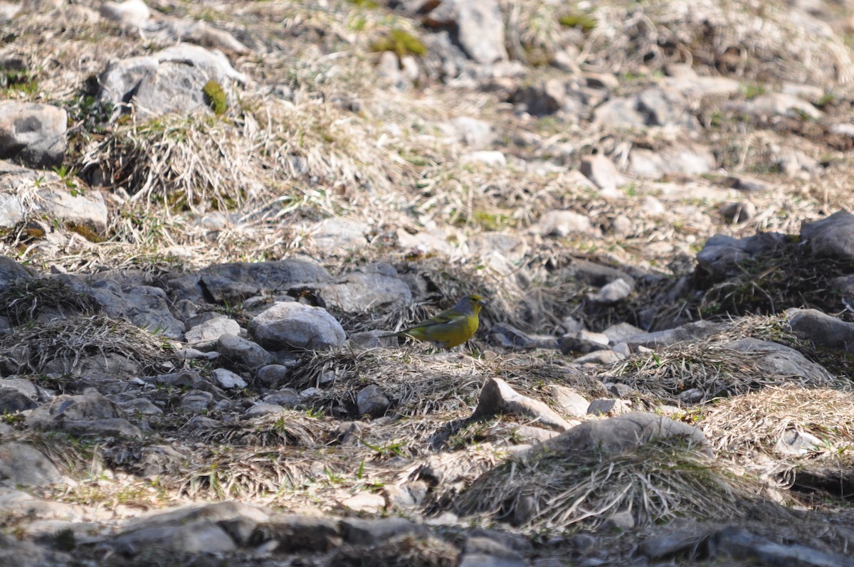 Citril Finch - ML633713634