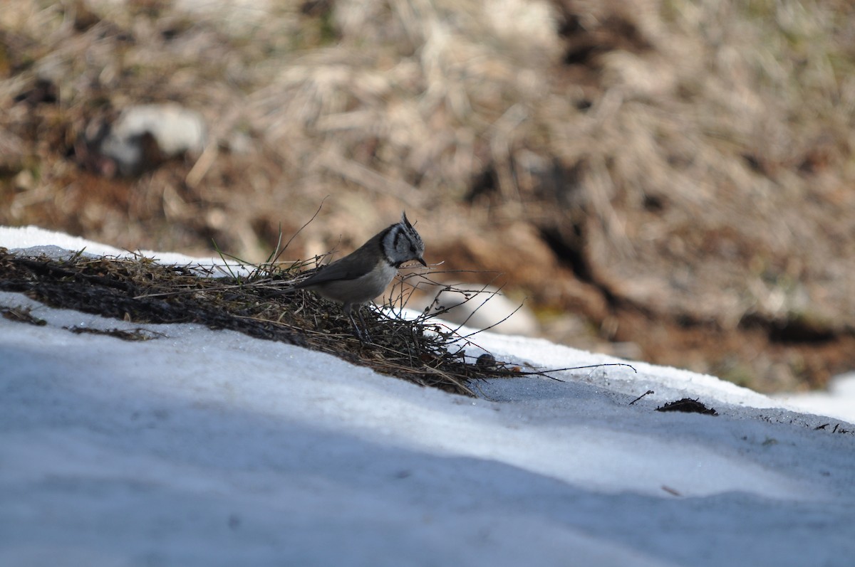 Crested Tit - ML633713640