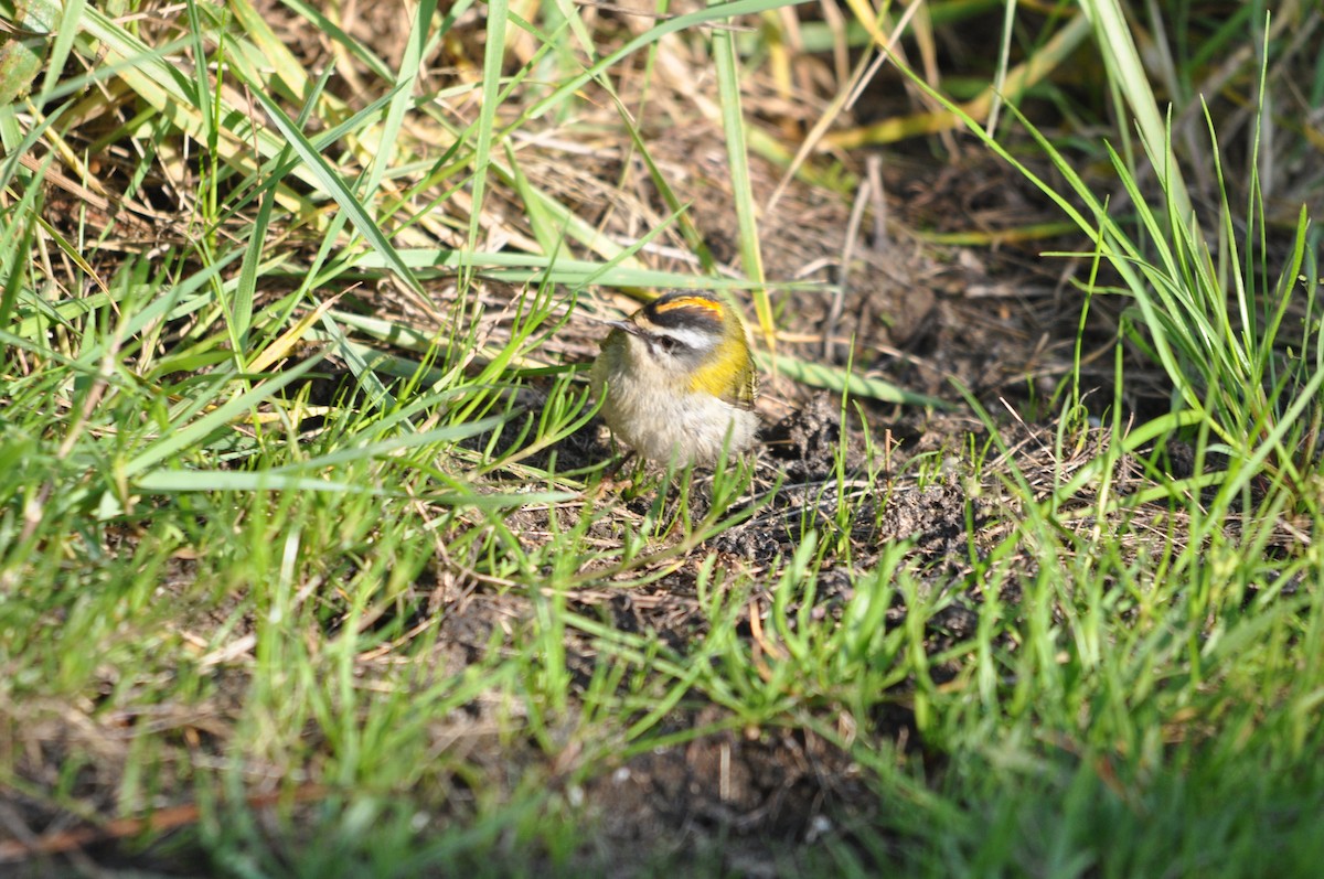 Common Firecrest - ML633713666