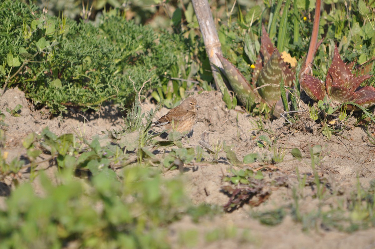 Eurasian Linnet - ML633713691