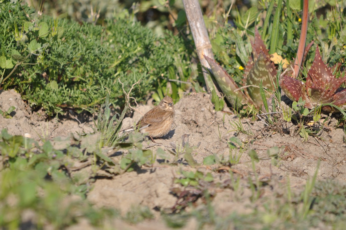 Eurasian Linnet - ML633713692