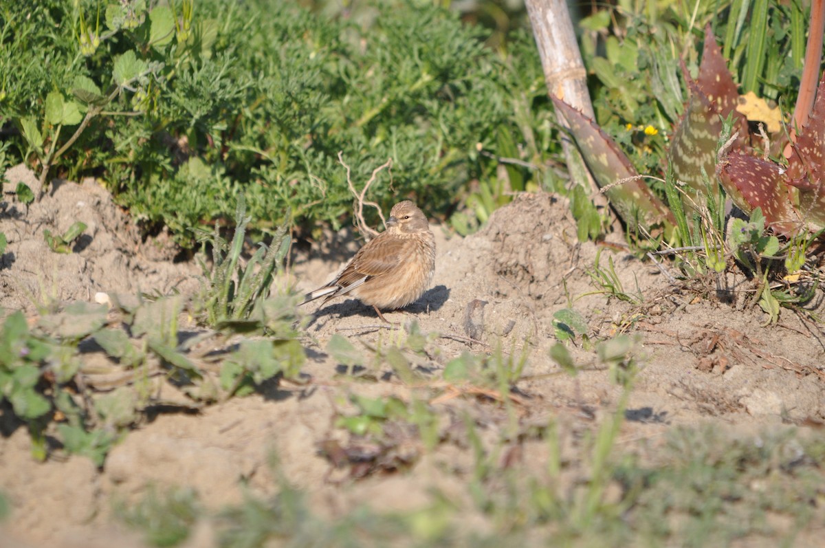 Eurasian Linnet - ML633713693