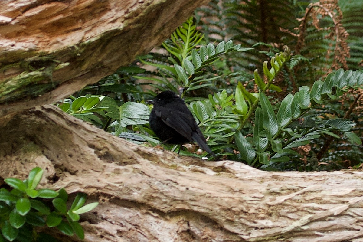 Tomtit (Snares Is.) - ML633713701