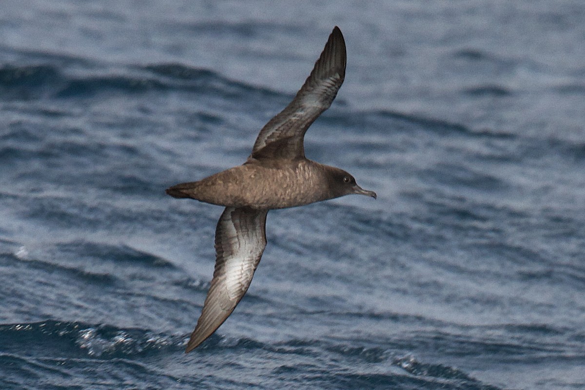 Sooty Shearwater - ML633713706