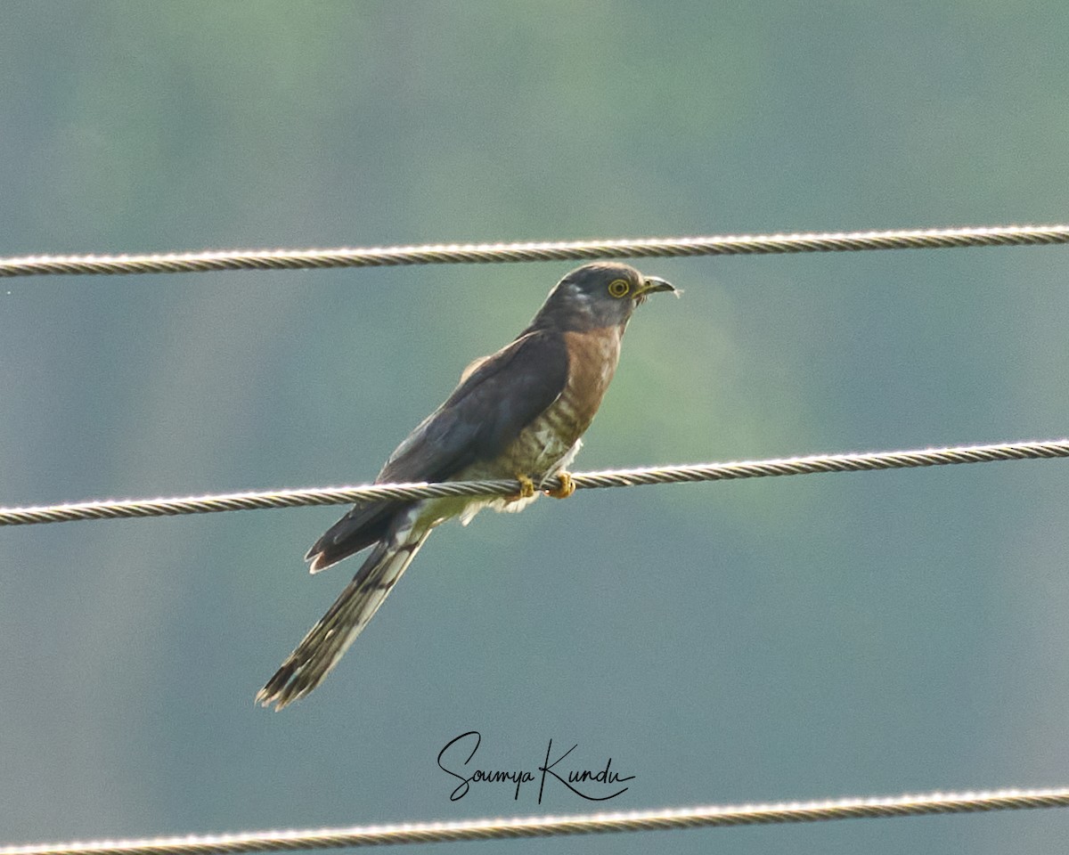 Common Hawk-Cuckoo - ML633713727