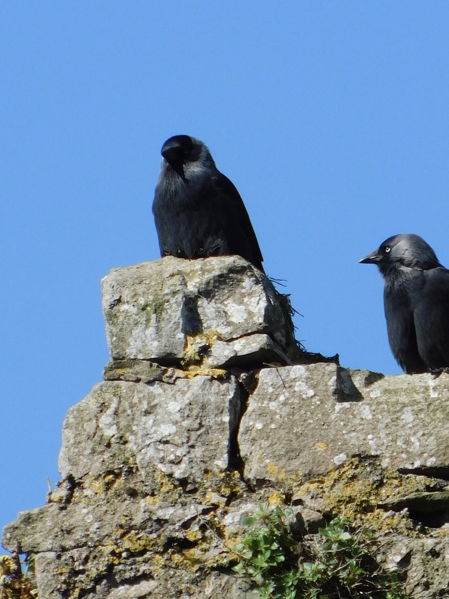 Eurasian Jackdaw - ML633713803