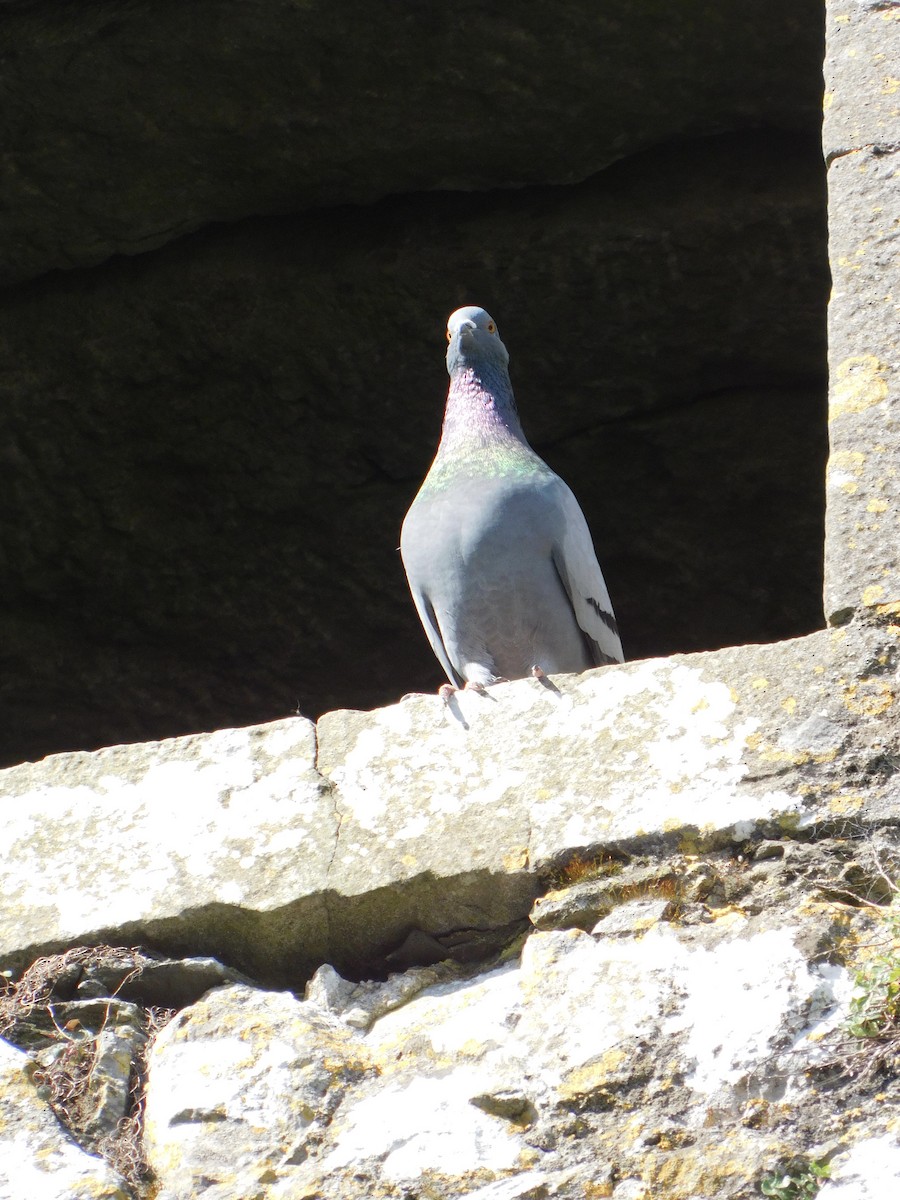 Rock Pigeon - ML633713819