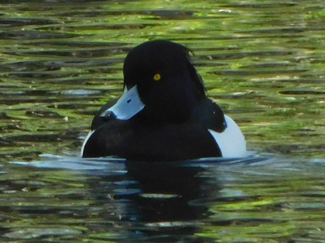 Tufted Duck - ML633713877
