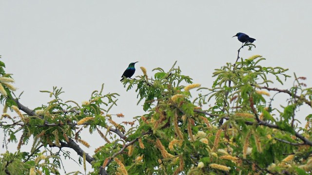 Neergaard's Sunbird - ML633713974