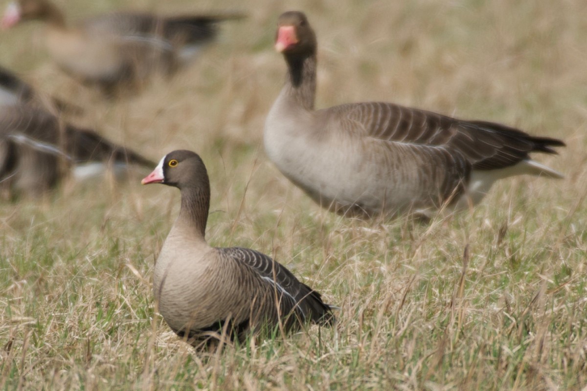 Lesser White-fronted Goose - ML633714072