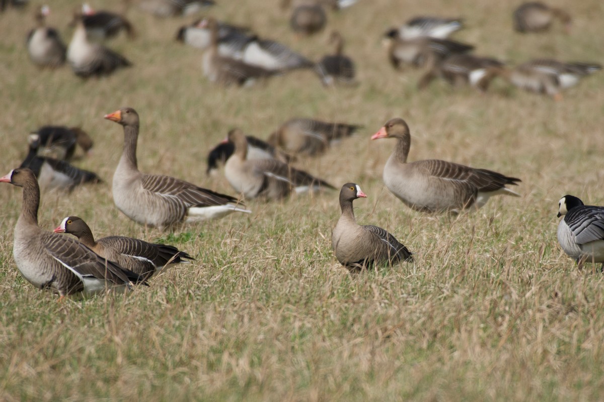 Lesser White-fronted Goose - ML633714073