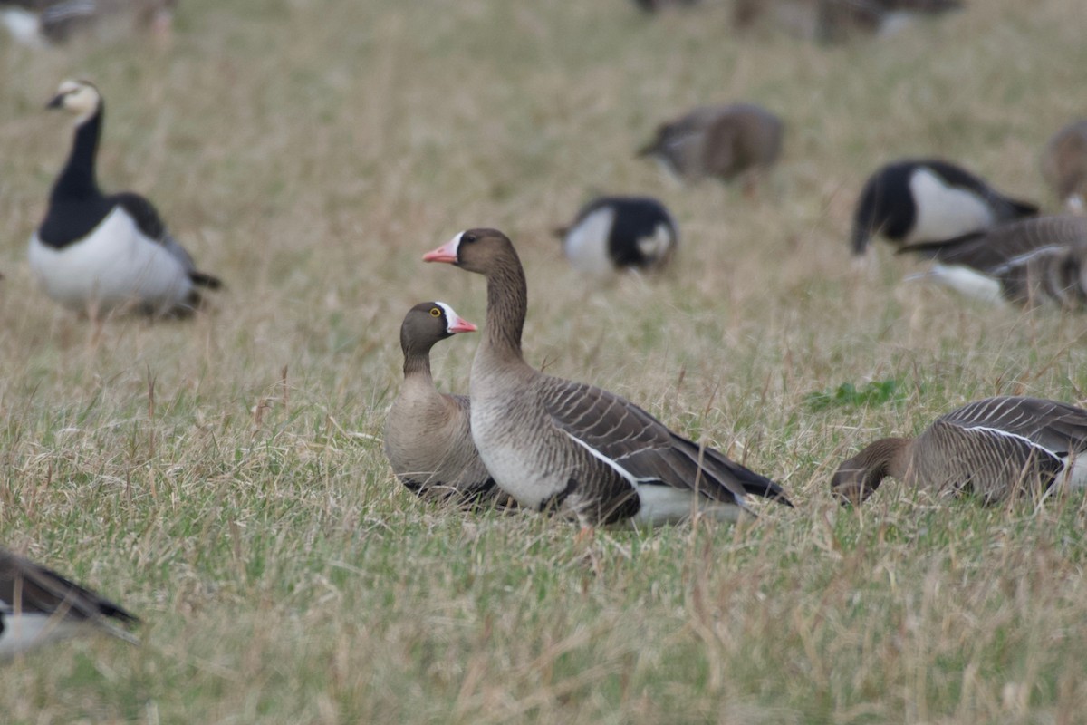 Lesser White-fronted Goose - ML633714074