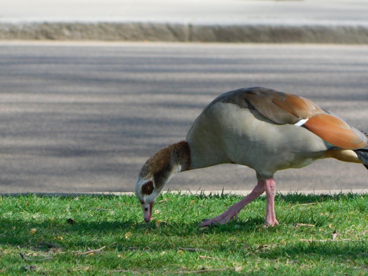 Egyptian Goose - ML633714082