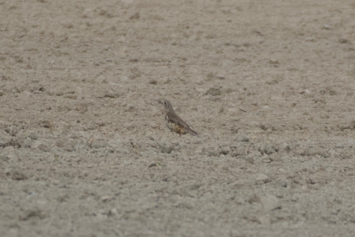 Бужмаг хөөндэй - ML633714101