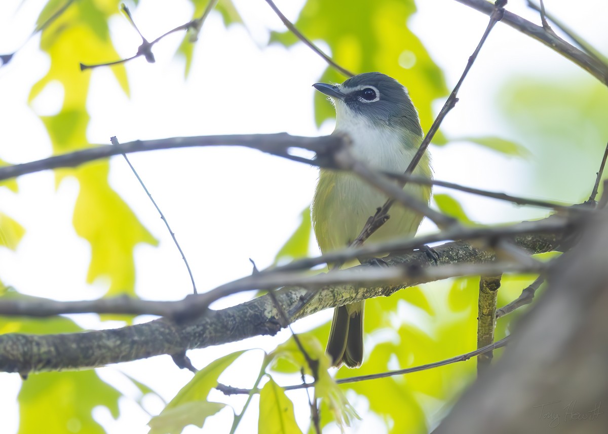 Blue-headed Vireo - ML633714117