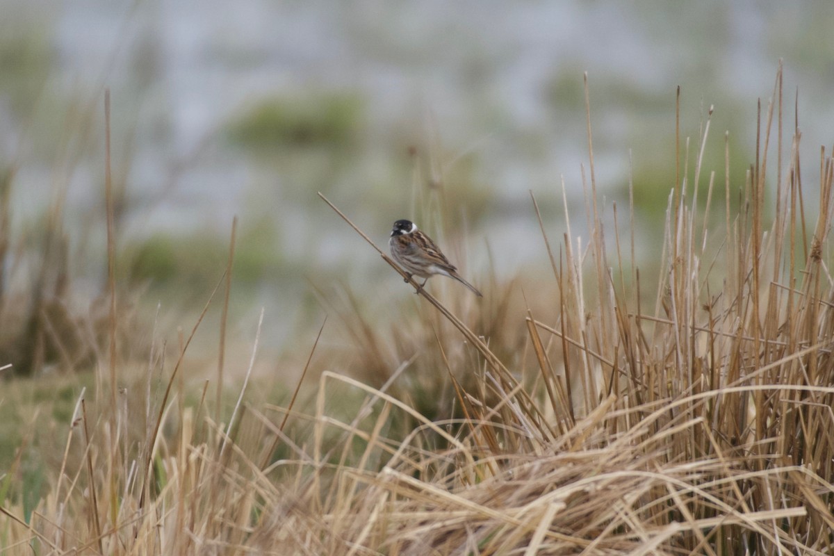 Reed Bunting - ML633714124