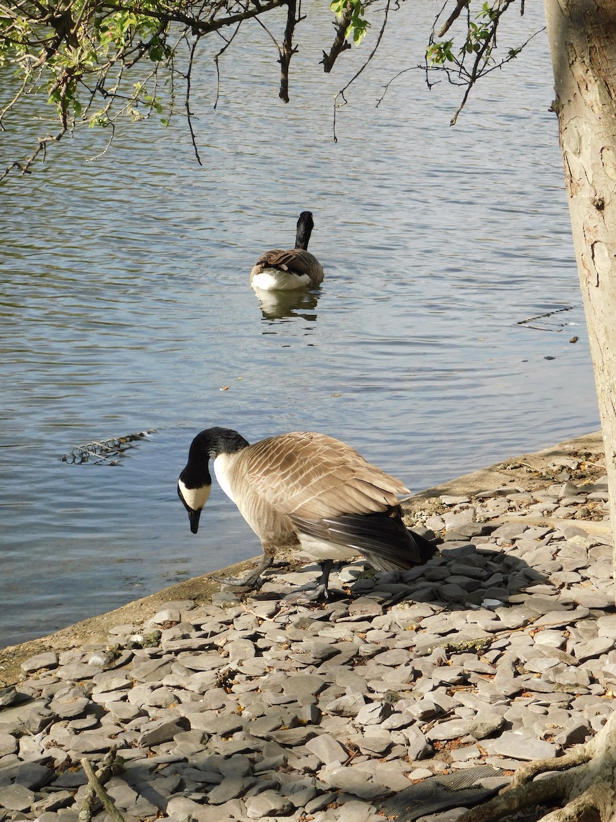 Canada Goose - ML633714137