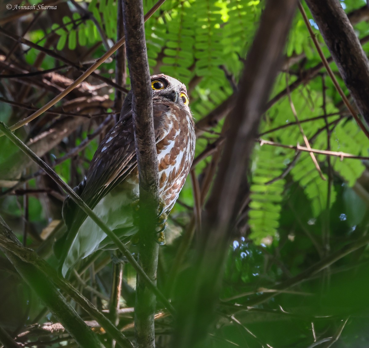 Brown Boobook - ML633714138